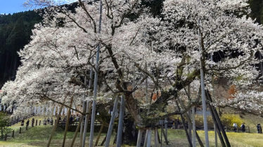sakura kansatu 001 374x210 - 岐阜薄墨桜の観察と下呂温泉街の散歩
