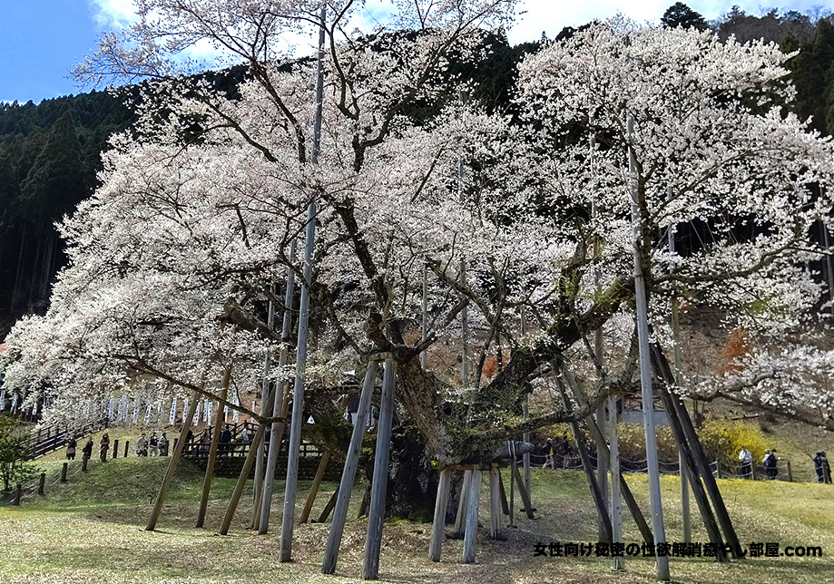 sakura kansatu 001 - 岐阜薄墨桜の観察と下呂温泉街の散歩