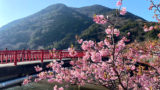 sakura kansatu 01 160x90 - 静岡県伊豆半島に早咲桜を観察しに