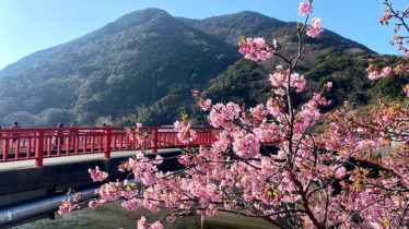 sakura kansatu 01 374x210 - 静岡県伊豆半島に早咲桜を観察しに