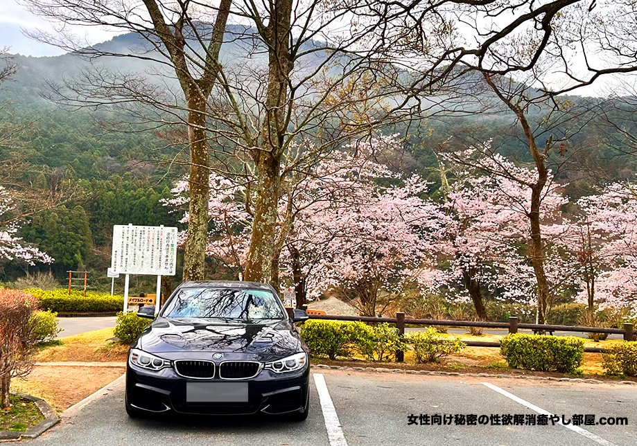 sakura kansatu 04 - 静岡県伊豆半島に早咲桜を観察しに
