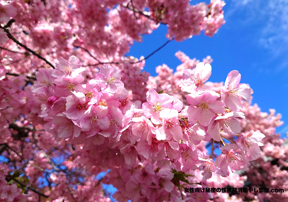 sakura kansatu 05 - 静岡県伊豆半島に早咲桜を観察しに